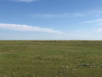 Moving cattle on prairie