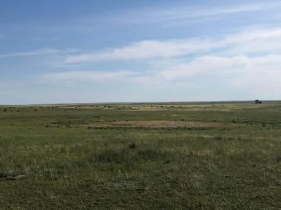 Moving cattle on prairie