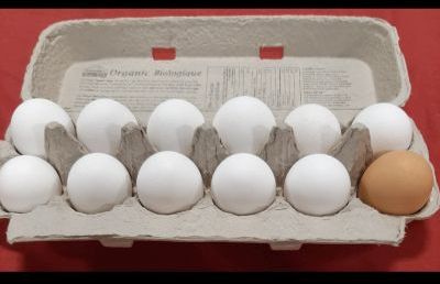 Carton of free range eggs